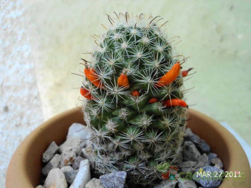 A photo of Mammillaria blossfeldiana