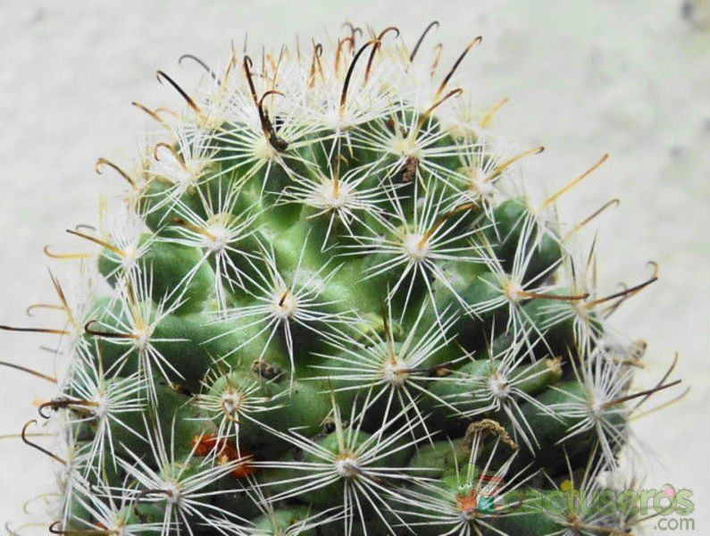 A photo of Mammillaria blossfeldiana