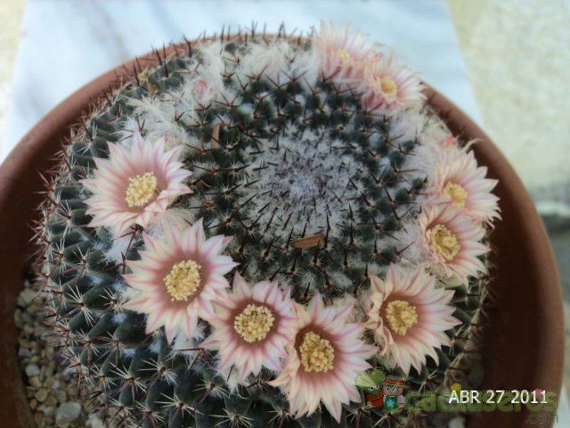 A photo of Mammillaria pseudocrucigera