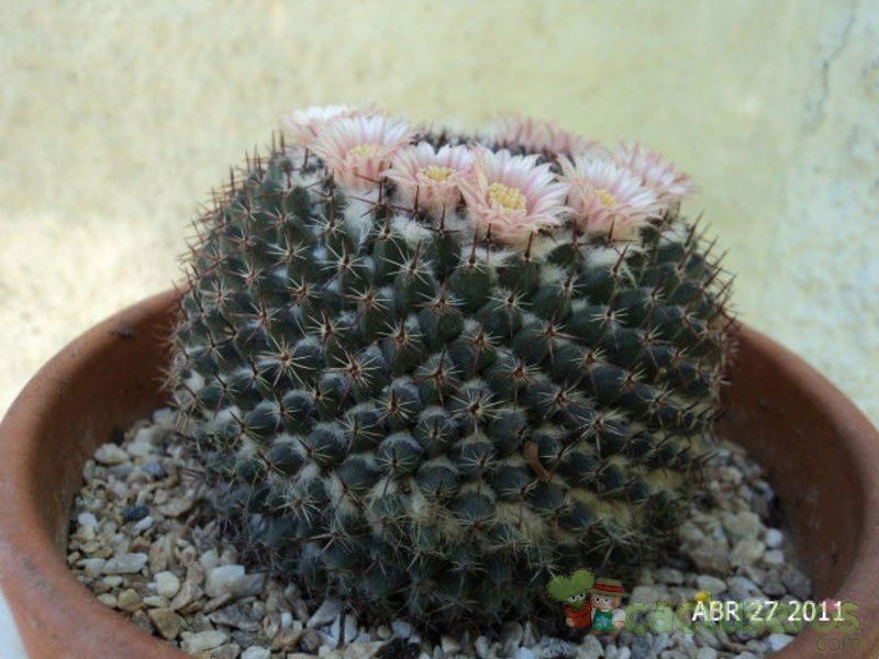 A photo of Mammillaria pseudocrucigera
