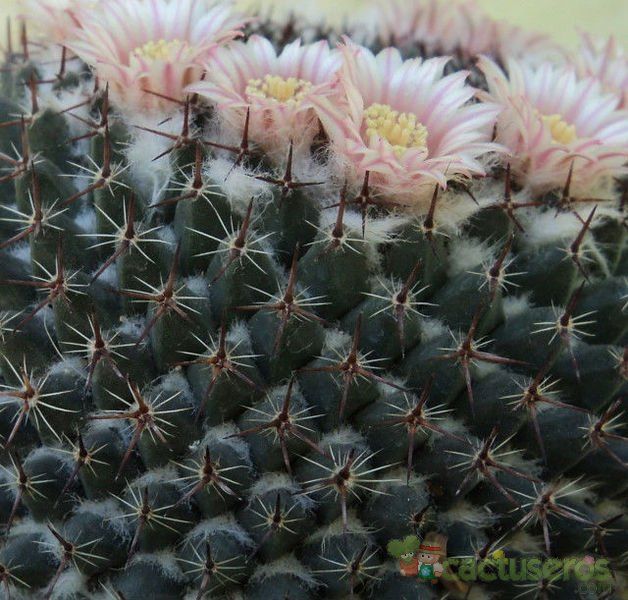 A photo of Mammillaria pseudocrucigera