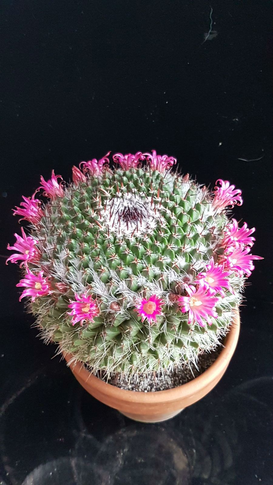 A photo of Mammillaria mystax