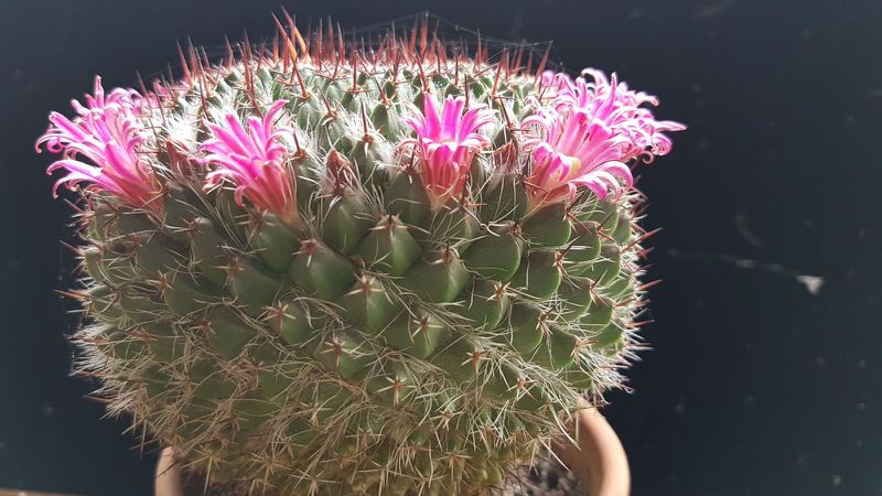A photo of Mammillaria mystax