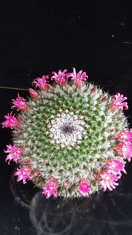 A photo of Mammillaria mystax