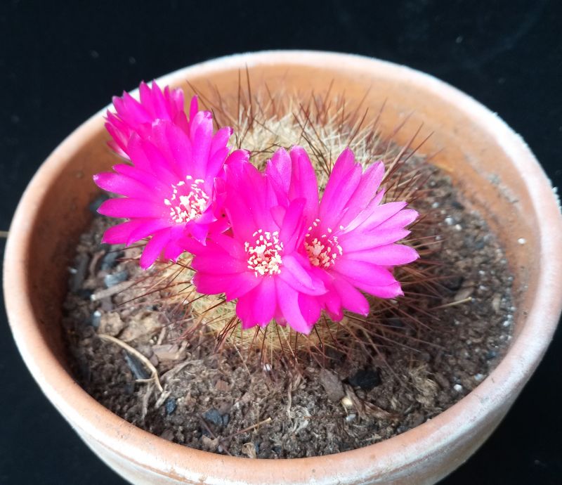 A photo of Sulcorebutia tiraquensis