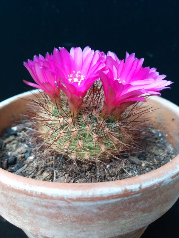A photo of Sulcorebutia tiraquensis