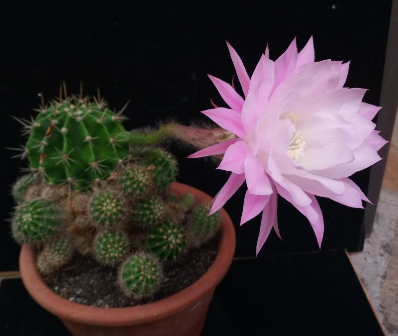 A photo of Echinopsis oxygona