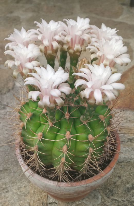A photo of Gymnocalycium anisitsii ssp. damsii