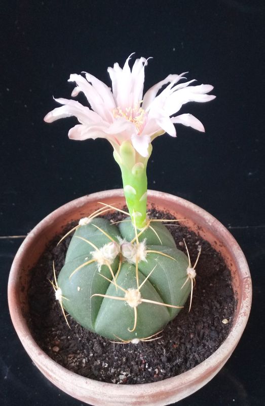 A photo of Gymnocalycium horstii ssp. buenekeri