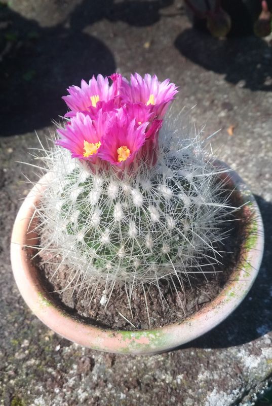 Una foto de Thelocactus macdowellii