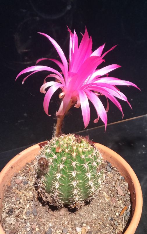 A photo of Echinopsis backebergii