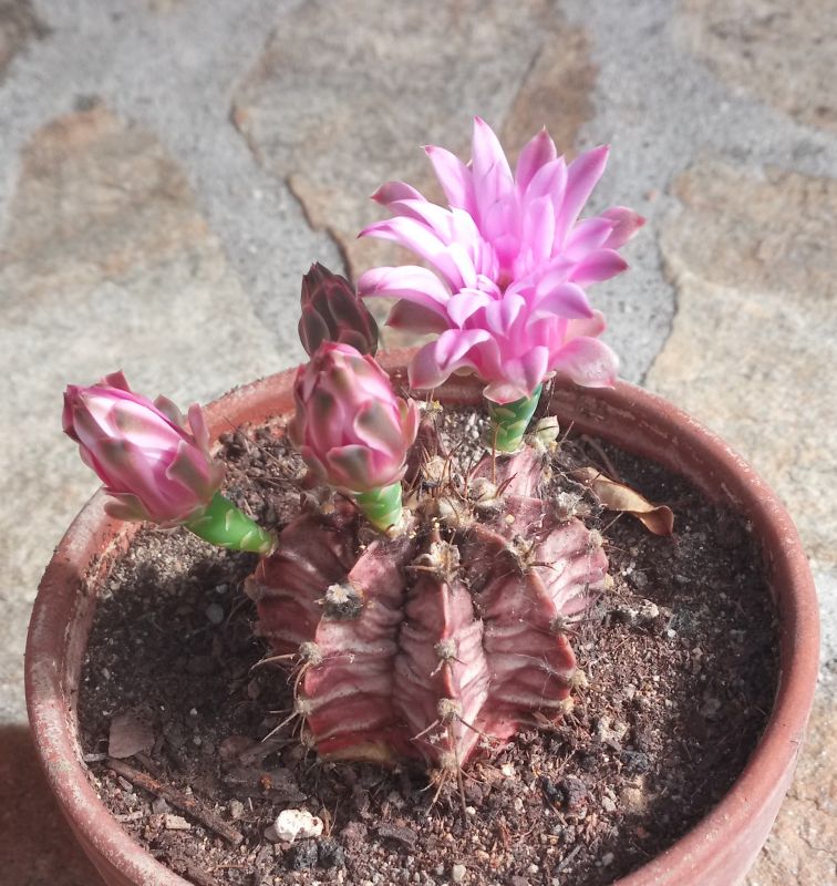 A photo of Sulcorebutia tiraquensis