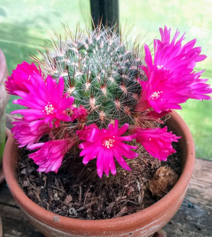 A photo of Sulcorebutia tiraquensis