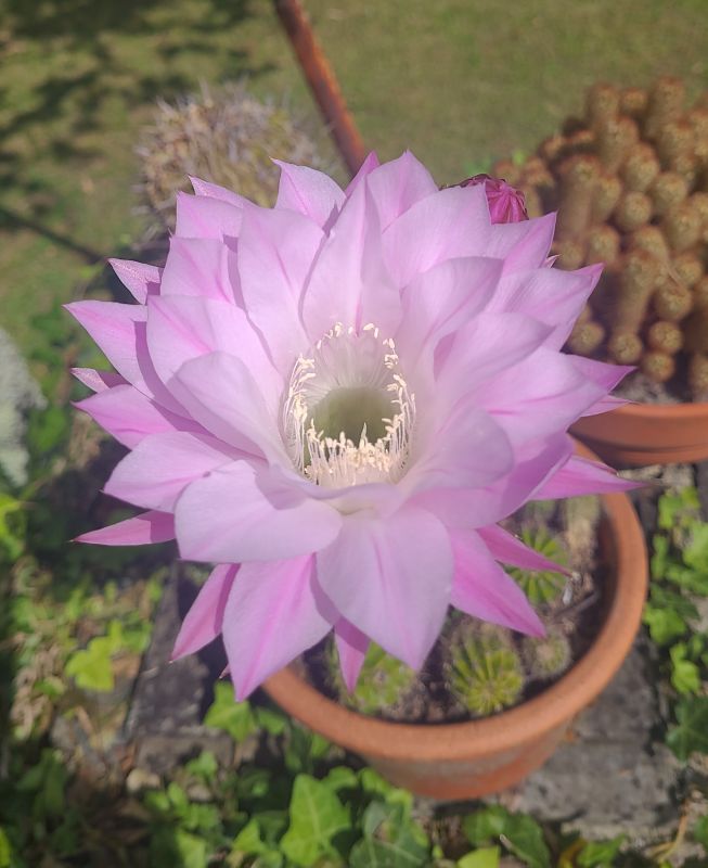 Una foto de Echinopsis oxygona