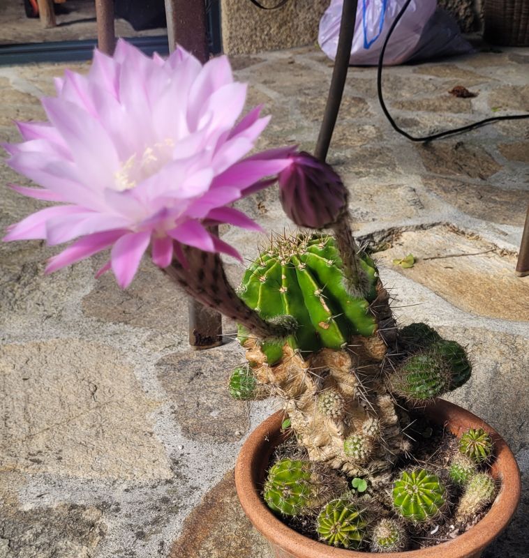 Una foto de Echinopsis oxygona