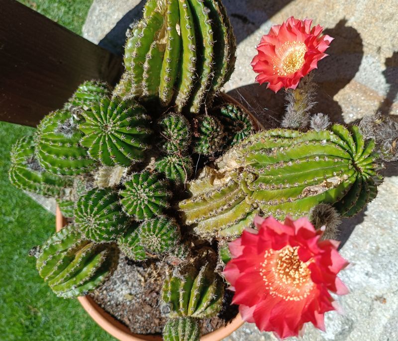 Foto de un cactus que se está identificando actualmente