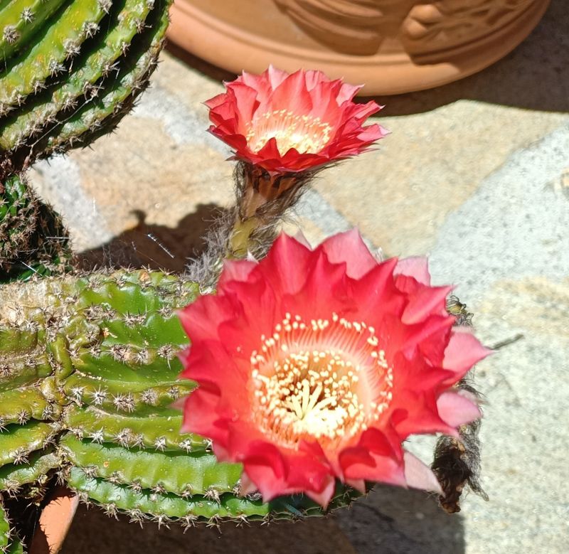 Foto de un cactus que se está identificando actualmente