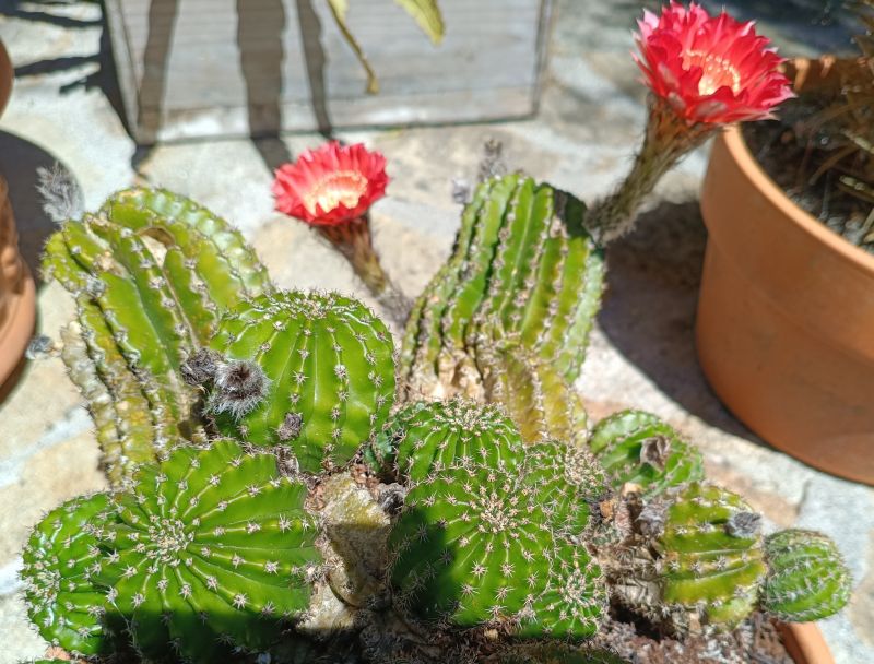 Foto de un cactus que se está identificando actualmente