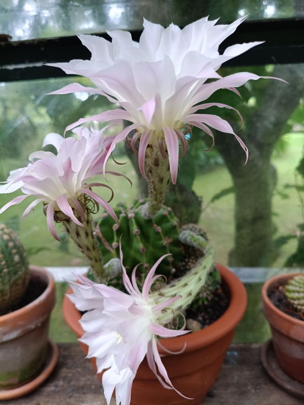 Foto de un cactus que se está identificando actualmente
