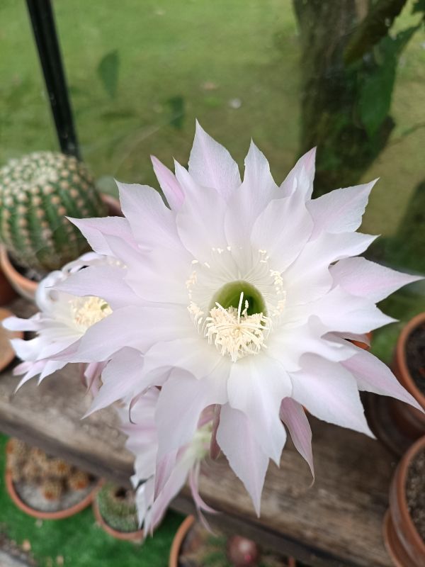 Foto de un cactus que se está identificando actualmente