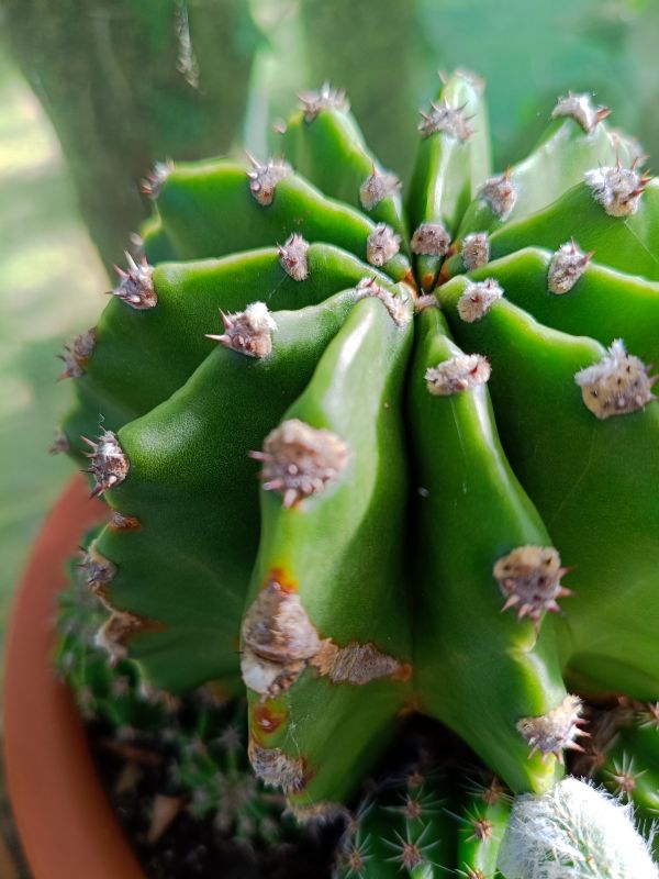 Una foto de Echinopsis oxygona