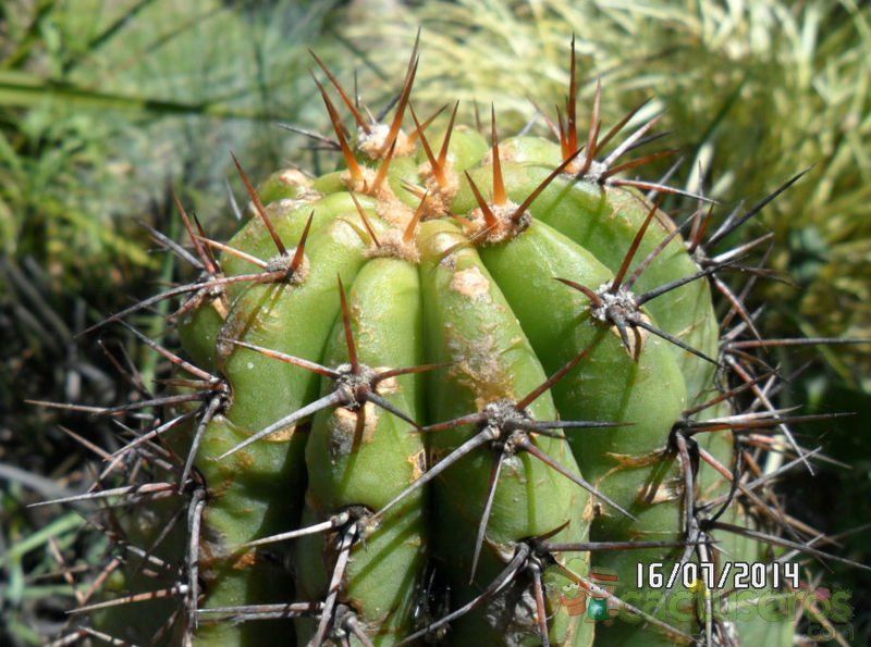 Una foto de Echinopsis terscheckii