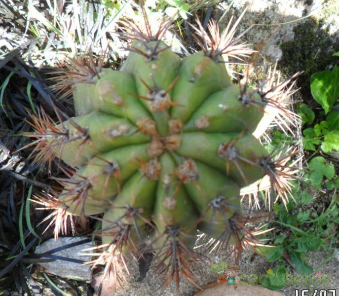 A photo of Echinopsis terscheckii