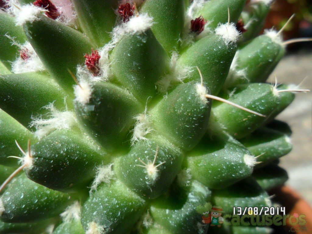 A photo of Mammillaria polythele fma. inermis