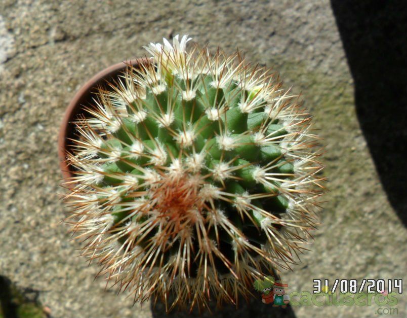 Una foto de Mammillaria backebergiana ssp. backebergiana