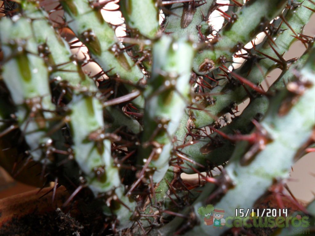 A photo of Euphorbia aeruginosa