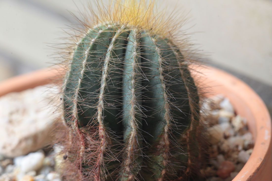 A photo of Parodia magnifica