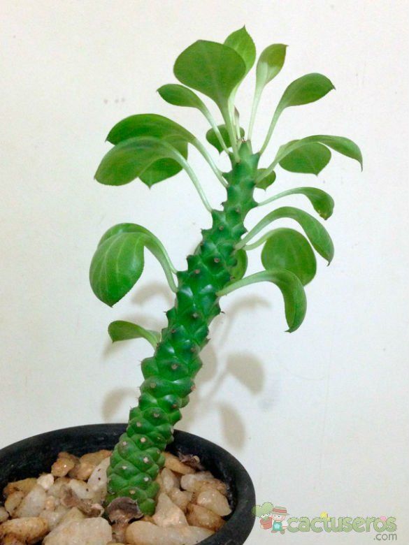 A photo of Euphorbia ritchiei