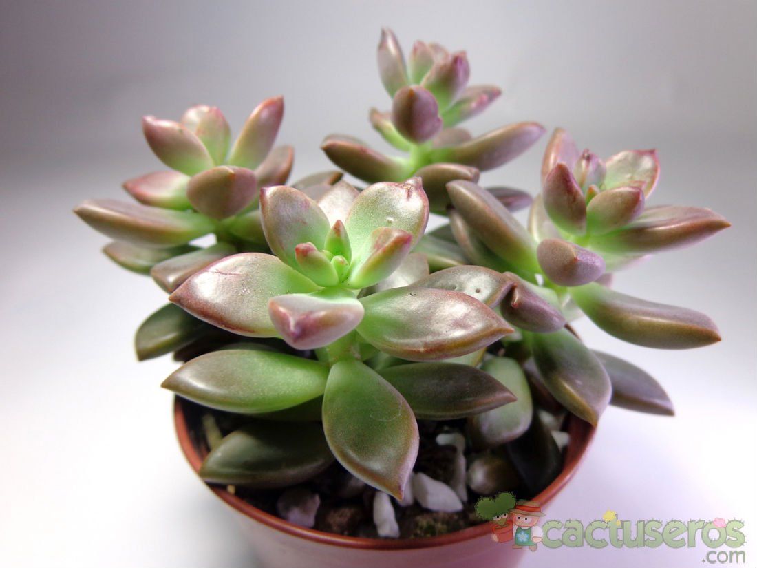 A photo of Graptosedum cv. Bronze (Graptopetalum paraguayense x Sedum stahlii) (Hibrido)
