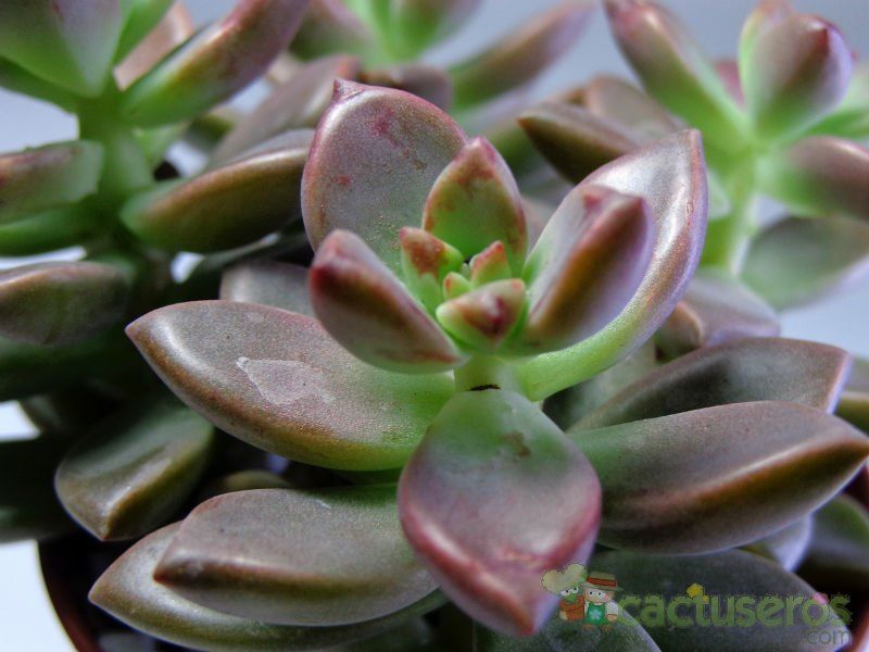 A photo of Graptosedum cv. Bronze (Graptopetalum paraguayense x Sedum stahlii) (Hibrido)