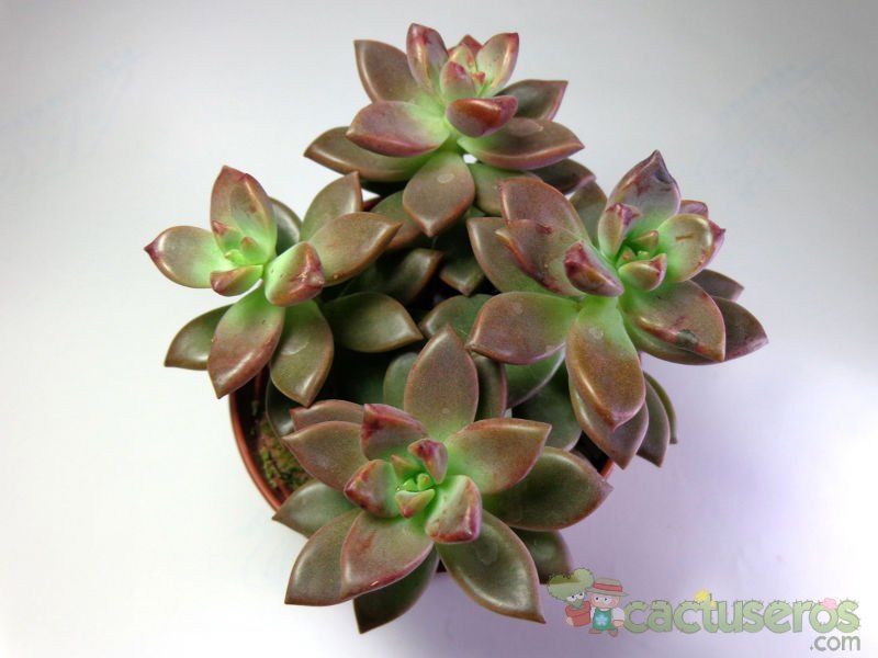 A photo of Graptosedum cv. Bronze (Graptopetalum paraguayense x Sedum stahlii) (Hibrido)