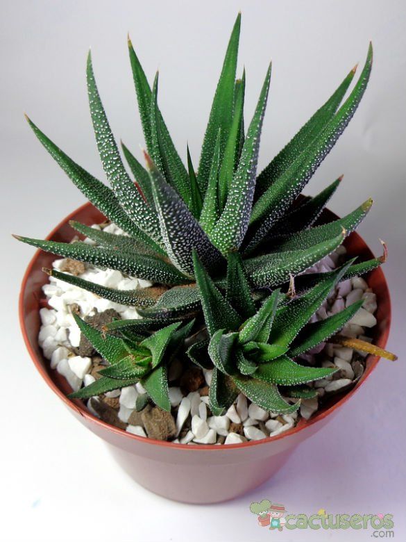 Una foto de Haworthia attenuata var. radula