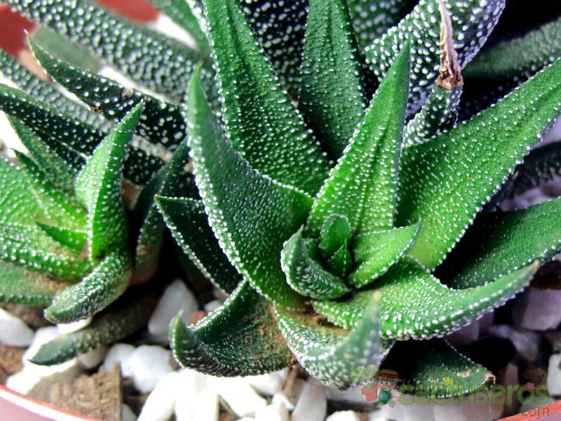 Una foto de Haworthia attenuata var. radula