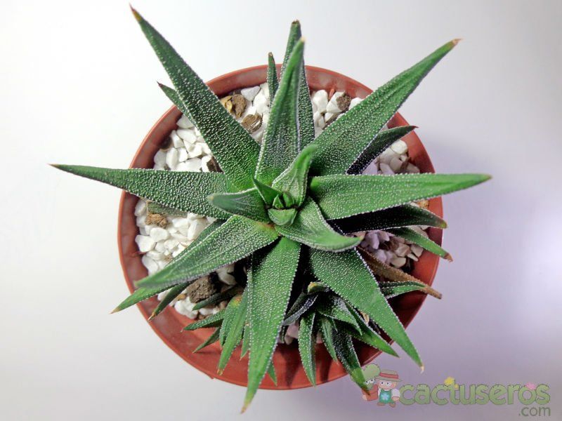 Una foto de Haworthia attenuata var. radula