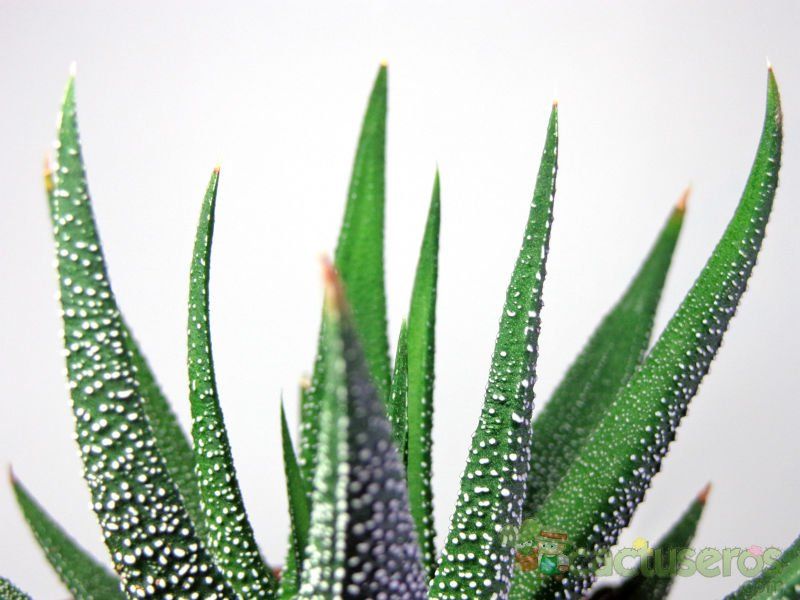 Una foto de Haworthia attenuata var. radula