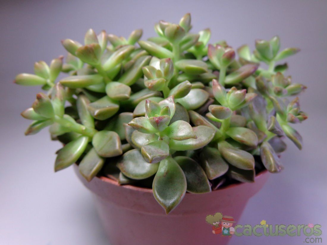 Una foto de Graptosedum cv. Bronze (Graptopetalum paraguayense x Sedum stahlii) (Hibrido)