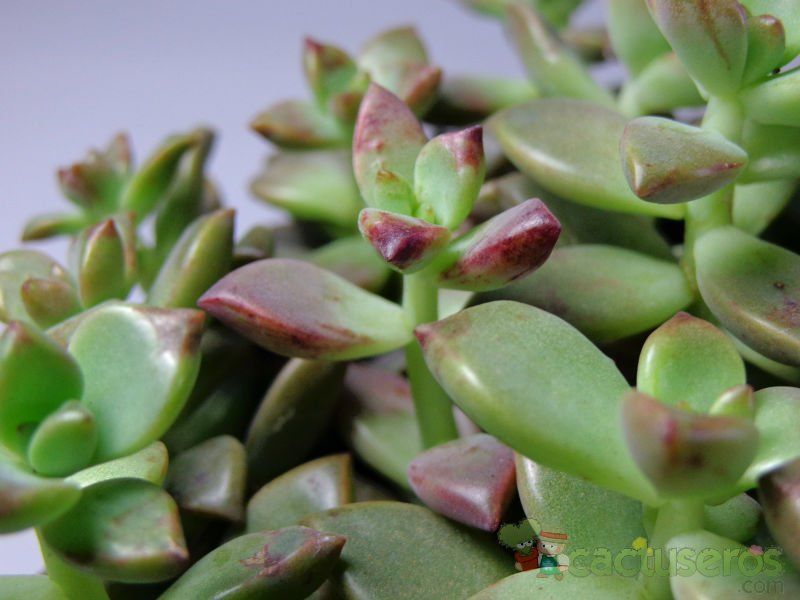 Una foto de Graptosedum cv. Bronze (Graptopetalum paraguayense x Sedum stahlii) (Hibrido)