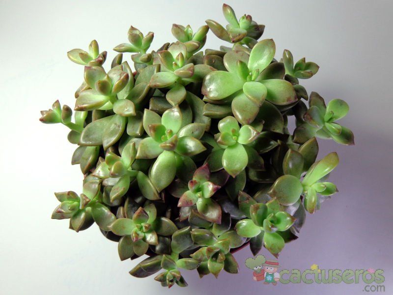 Una foto de Graptosedum cv. Bronze (Graptopetalum paraguayense x Sedum stahlii) (Hibrido)