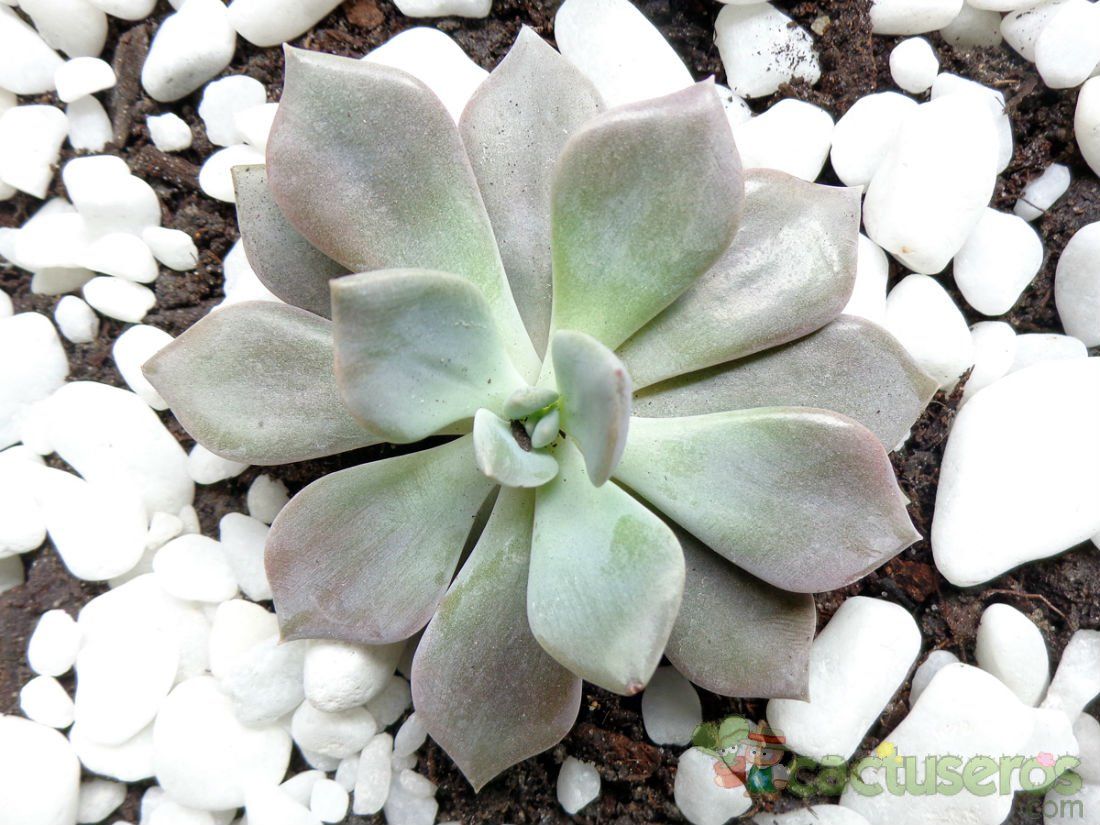 A photo of Graptopetalum paraguayense