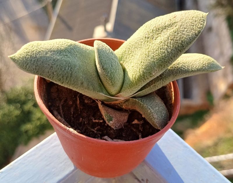 Una foto de Gasteria glomerata