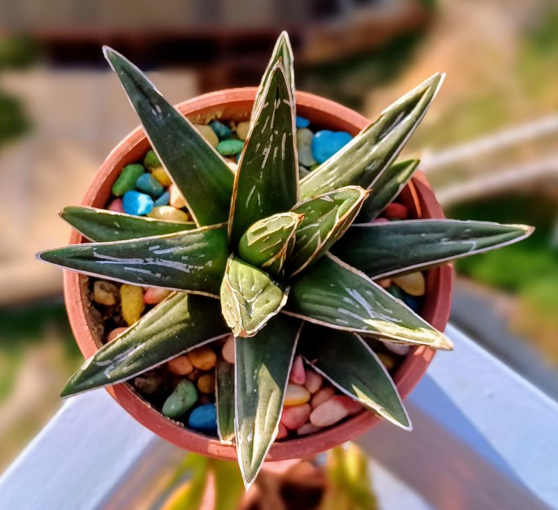Una foto de Agave victoriae-reginae