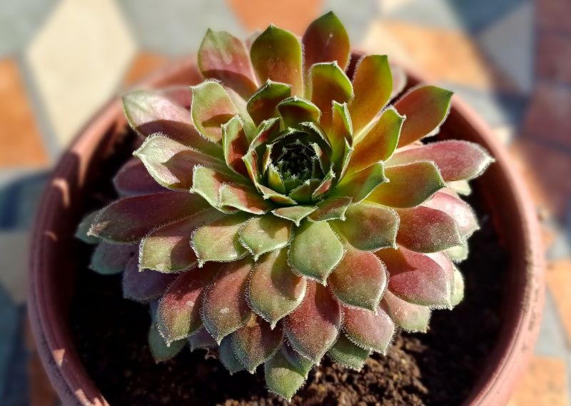 Foto de un cactus que se está identificando actualmente