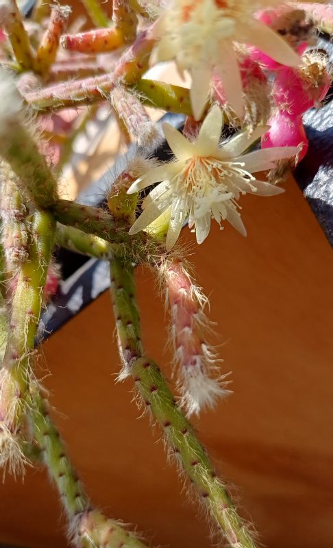Una foto de Rhipsalis pilocarpa