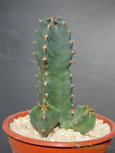 A photo of Euphorbia resinifera