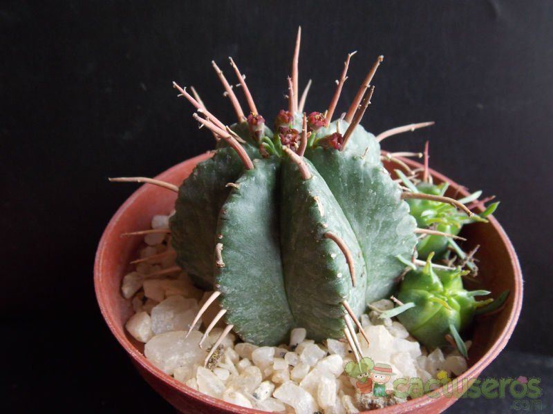 A photo of Euphorbia aggregata
