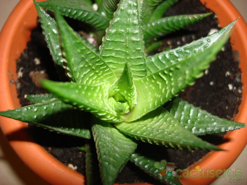 Una foto de Haworthia limifolia